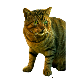A Striped Tabby Cat Stands Alert On A Sidewalk In Arhavi, TüRkiye, Surrounded By Greenery. 12872 - Cat PNG image with transparent background
